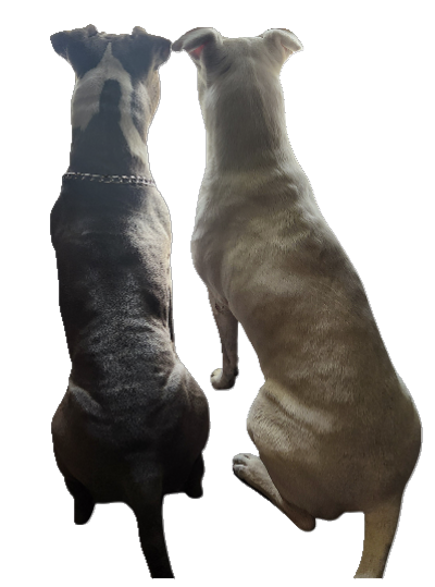 2 Trained American Bully dogs wearing a training collar – Behavior Boss dog training for aggressive and reactive dogs