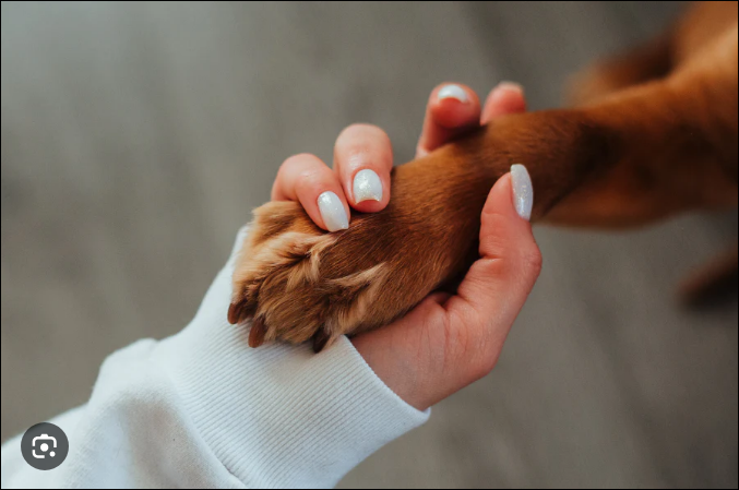 Dog behavior and training services