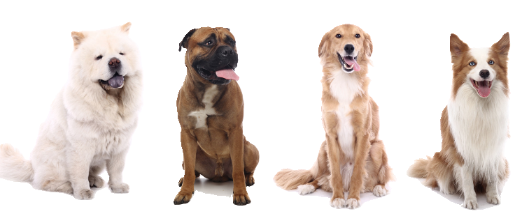 dogs sitting pretty pretty dogs