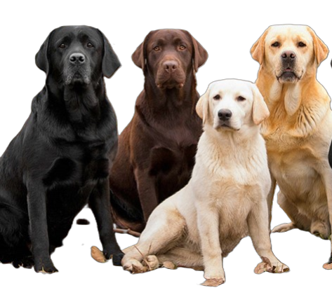 LABRADOR RETRIEVER dog, labrador, nature, canine, pet, domestic, brown labrador, animal