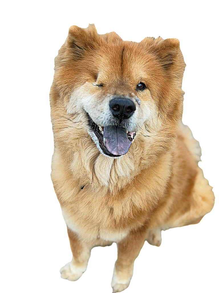 chow chow dog, behavior boss dog training for chows