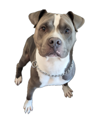 Trained American Bully dog wearing a training collar – Behavior Boss dog training FORT WORTH for aggressive and reactive dogs