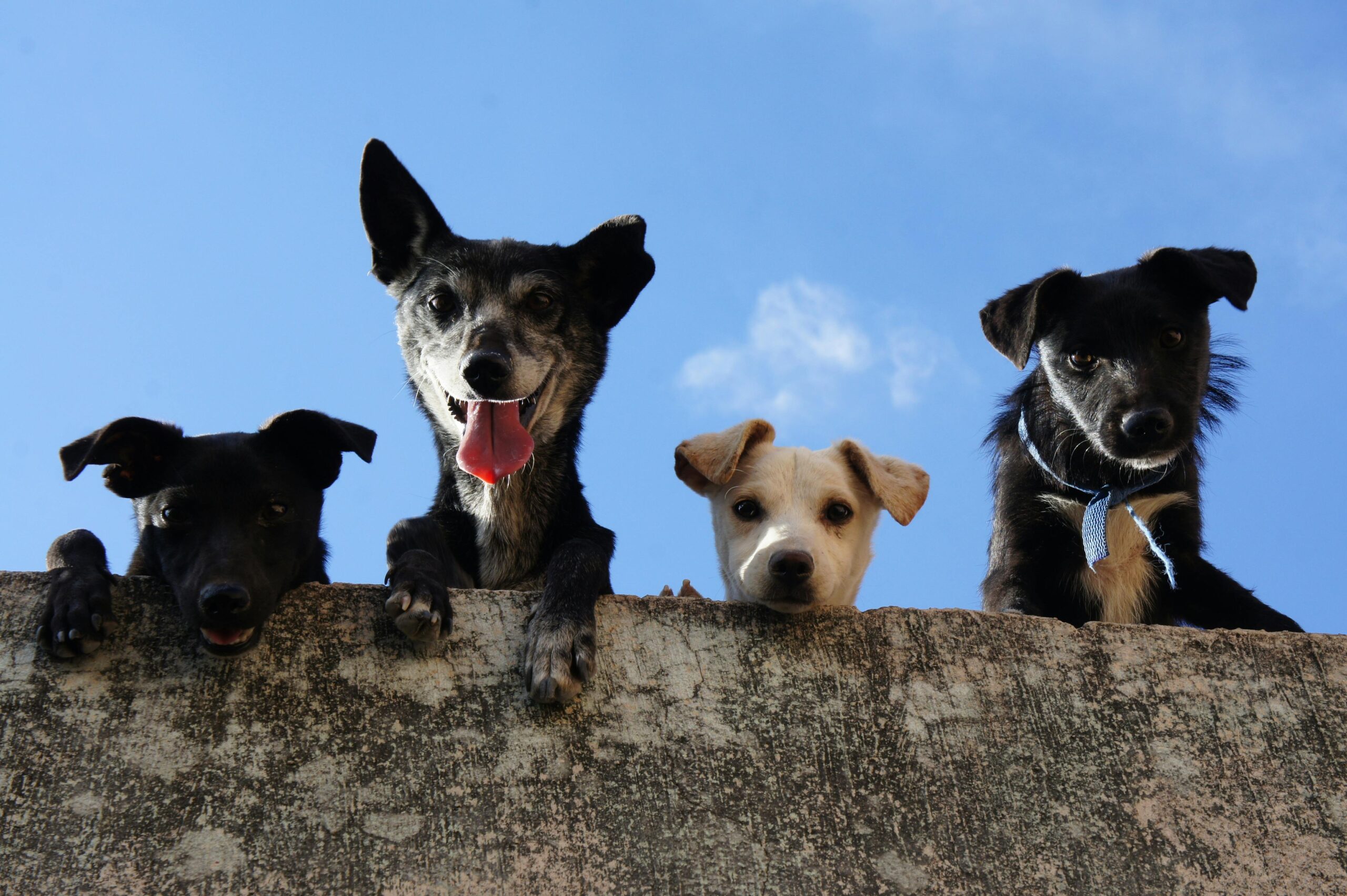 Four playful dogs peek over a wall that want to tell you about Behavior Boss Dog Training services